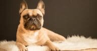 Sell house with pets: what to do and what not to do.