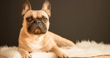 Sell house with pets: what to do and what not to do.