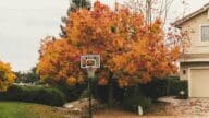 Fall leaves need to be maintained in home.
