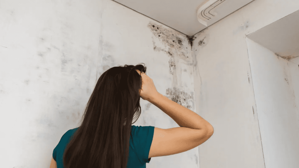 8 Pro Tips for Selling a House with Mold Without Scaring Off Buyers