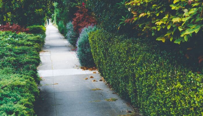Hedges that are in need of front yard curb appeal.