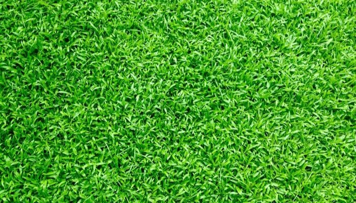 Turf used to landscape a front yard on a busy street.