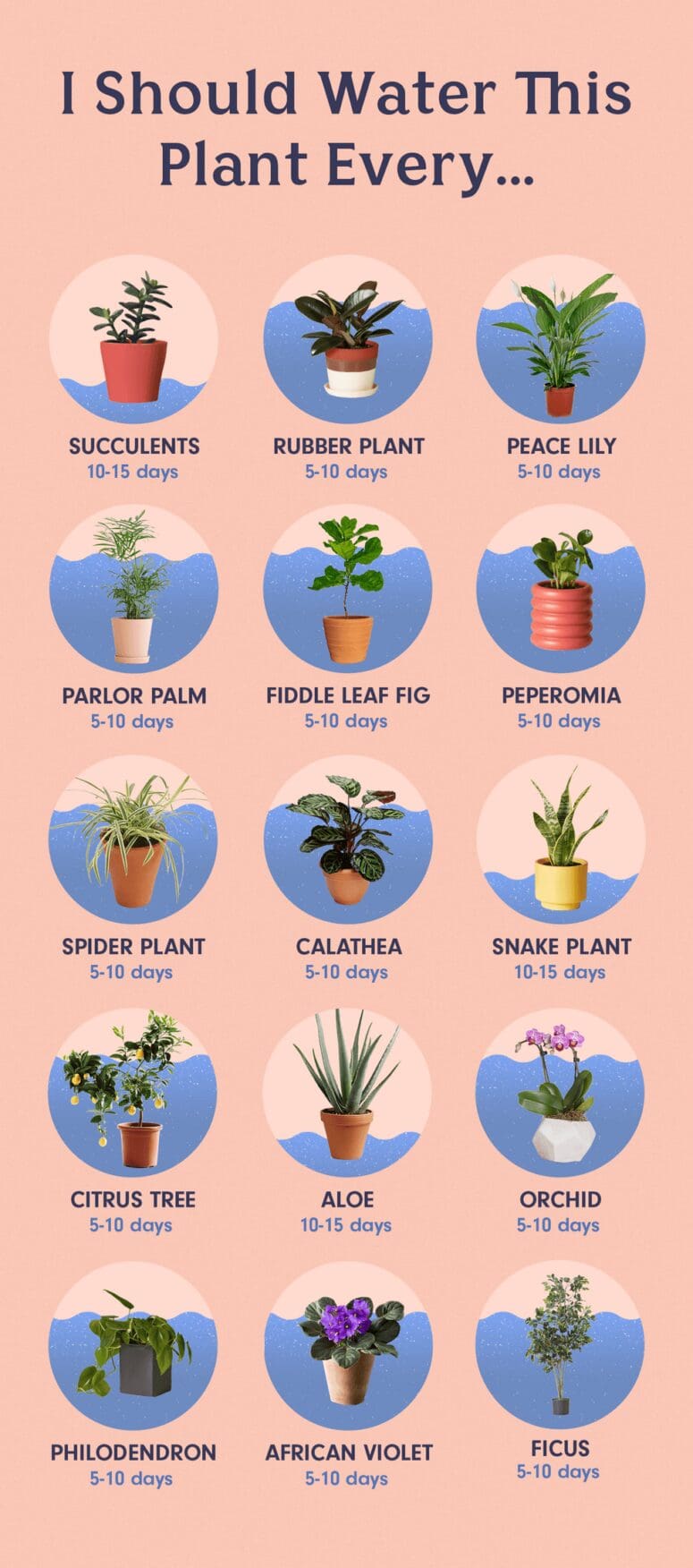 An infographic explaining plants used for staging a house.