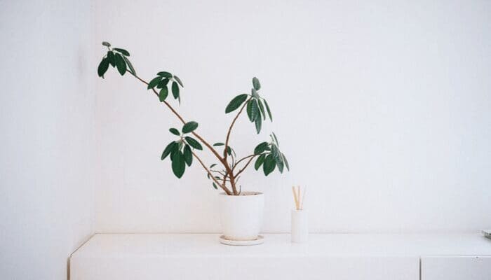 Plants used for staging a house.