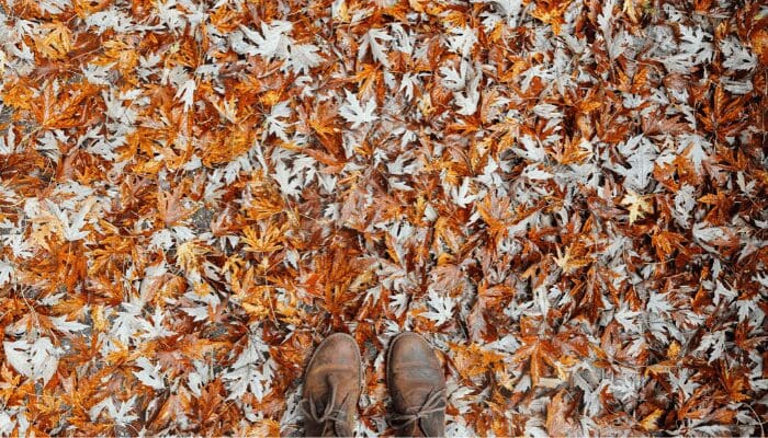Leaves near a house with trees you can buy.