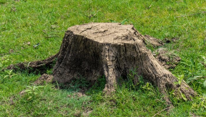 A tree stump near a house you can buy.