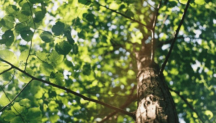 A tree near a house that you can buy.