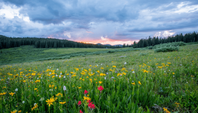 A field with flowers in the Rocky Mountains near Denver.