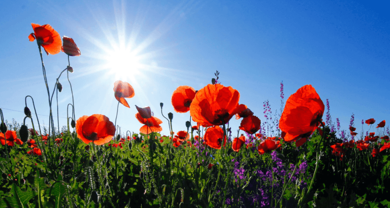 Buy a house in Rochester, the city flowers.