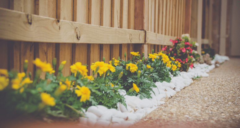 Flowers that were landscaped as an investment.