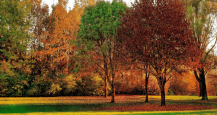 A group of trees that can increase your property value.