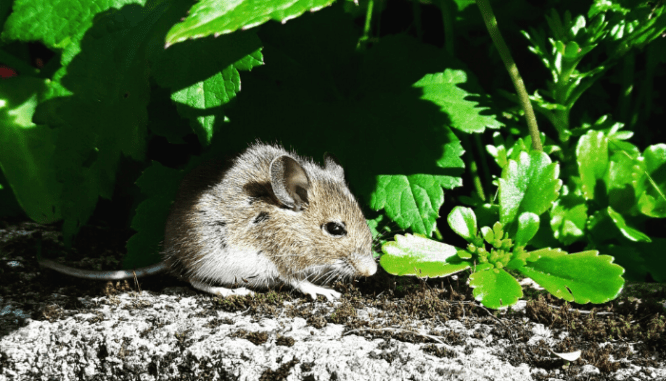 A mouse sitting on a sidewalk with leaves around it.
