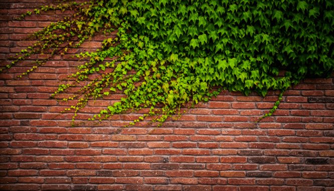 Watch out for ivy as a curb appeal idea for brick homes