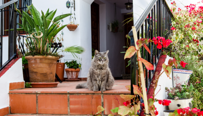 A gray cat sitting on the tiled porch of a small house with several houseplants around.