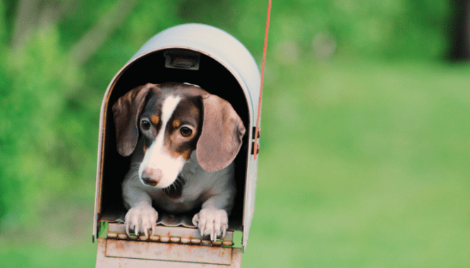 A dog in the mailbox of your new home you can get settled in.