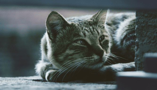 A close up view of a gray tabby cat who could be moving into a new house.