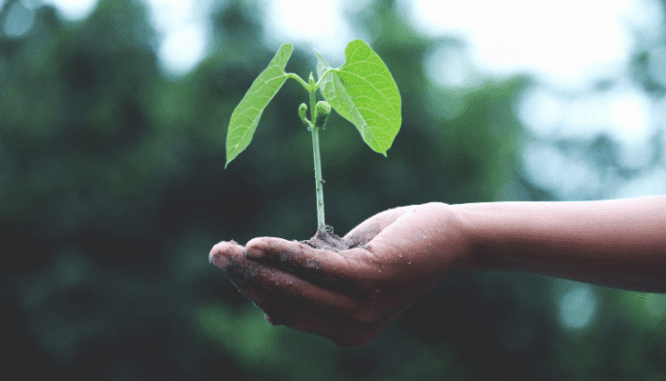 A hand holding some soil and a small plant.