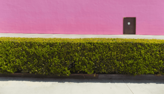 A hedge in front of a townhouse with curb appeal.