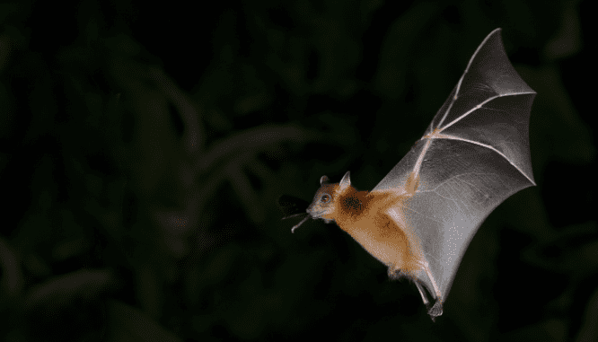 4 common questions to figure out if can you sell a house with bats in the attic questions