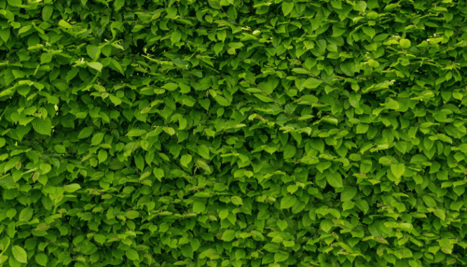 A hedge used to block a neighbor's yard.