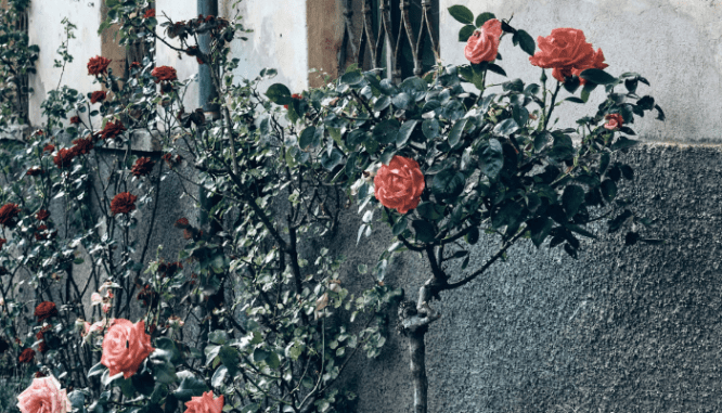 A rose bush near a house you can buy in Vancouver.