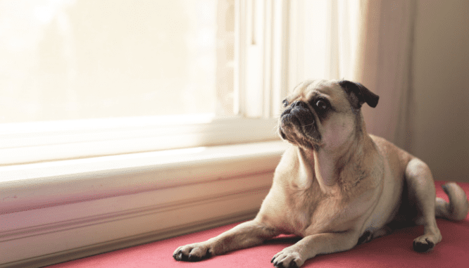 A pug sitting next to a window to convey how much value an egress window adds to a house.