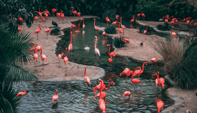 Flamingos that will inspire tropical modern decor.