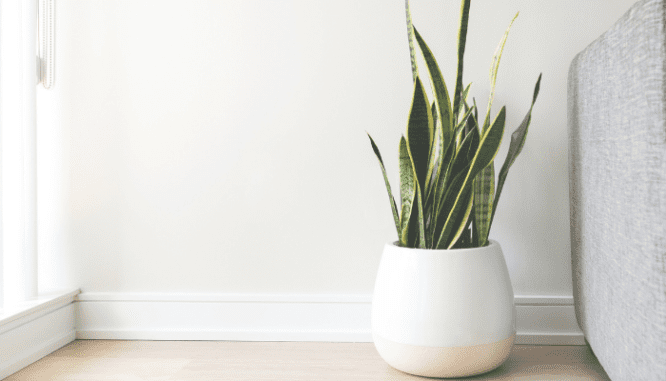 A plant with tropical modern decor.