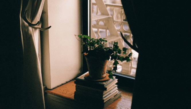 An image of a plant and books to depict what the interior of a brownstone looks like.