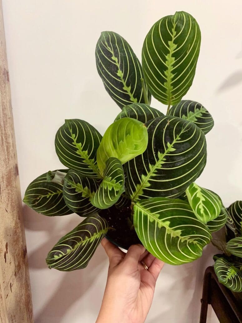 A plant that can be used indoors with low light.