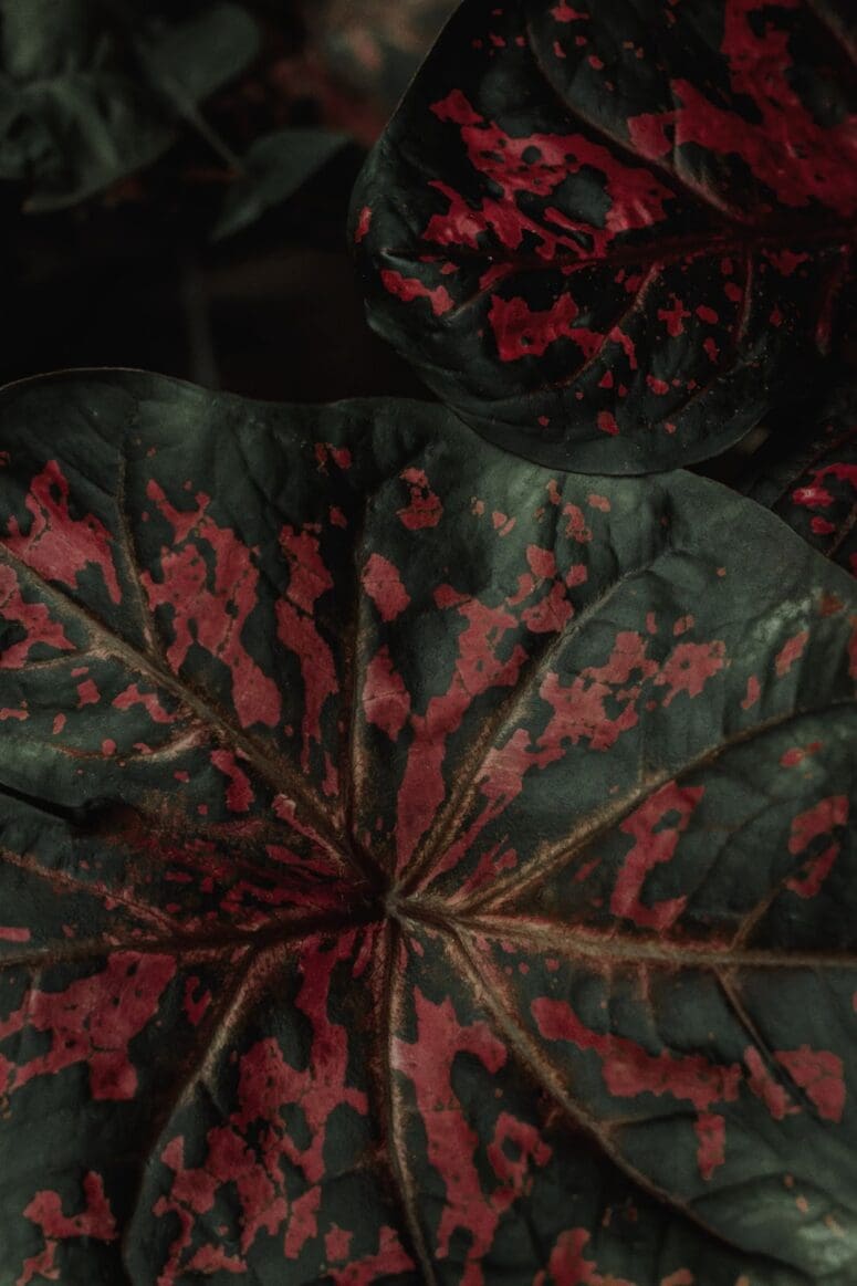 A red plant used indoors in low light.