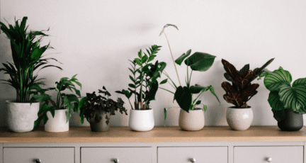 Plants you can easily grow indoors in low light.