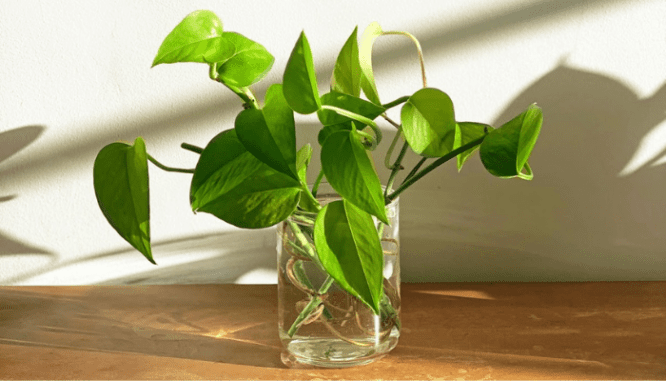 A green plant that is indoors and grows in low light.