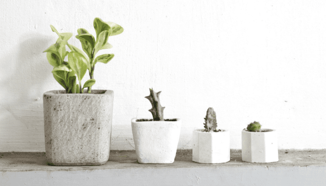 A group of indoor plants in vases that can grow in low light.