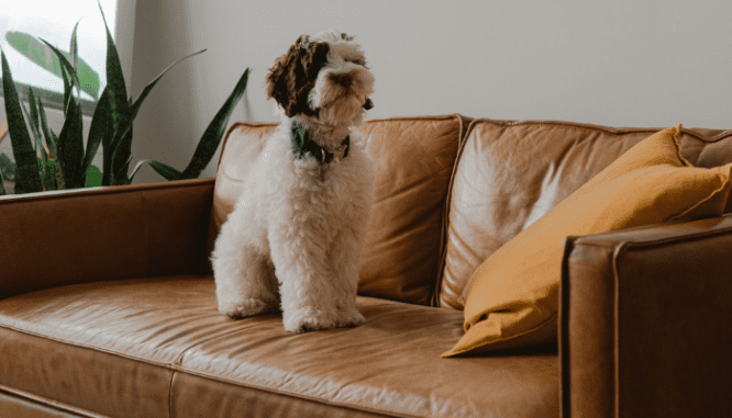 A dog, which might not be allowed at a condo you buy.