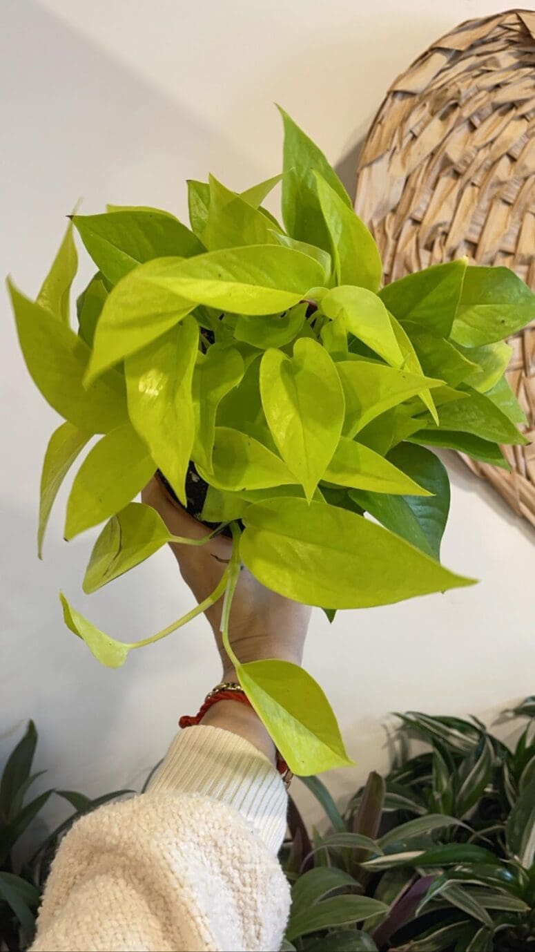 A plant that can hang indoors and grow in low light.