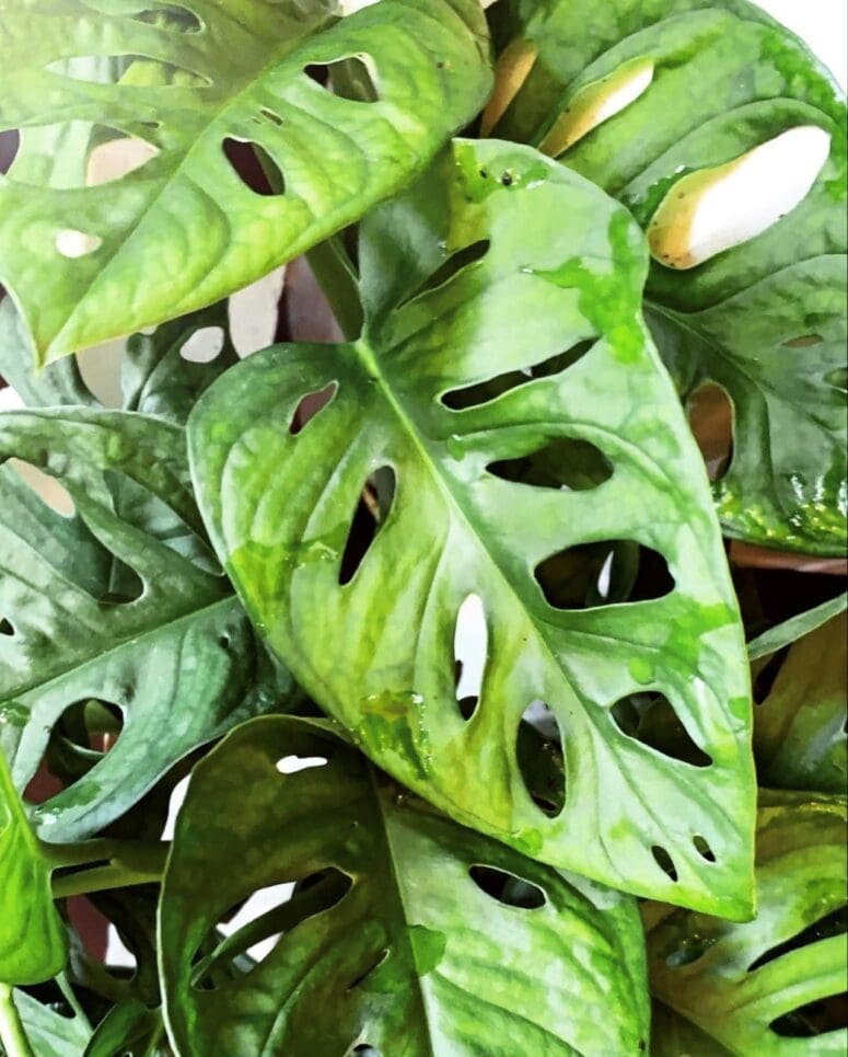 A plant with holes in the leaves that can be used in low light.