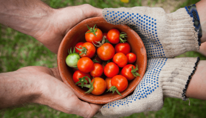An image of tomatoes used to demonstrate what a cooperative is.