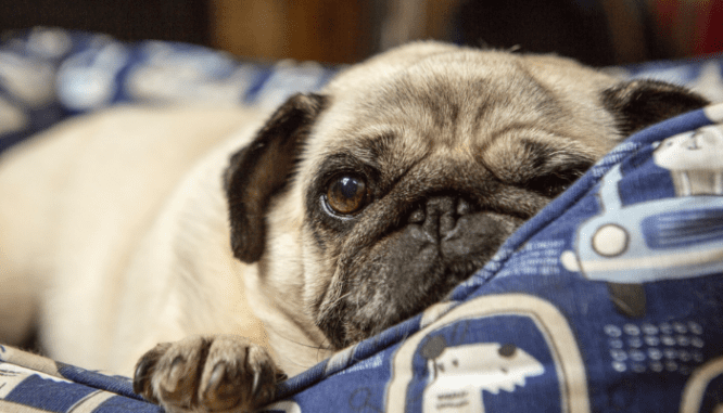 A dog laying on a bed full of dust mites in the house.