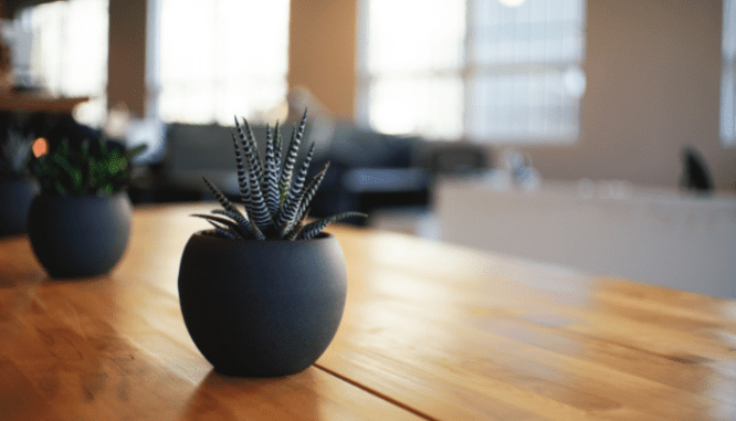 An image of a plant to demonstrate a list of household items needed for a new home.