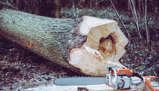 A chainsaw by a recently cut down tree for people asking how much does it cost to cut down a tree.