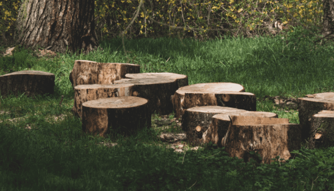 Several tree stumps in a backyard which makes one wonder how much does it cost to cut down a tree.