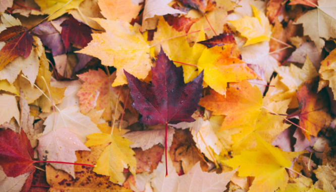 Leaves in autumn, which may be the best time to list a house.