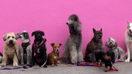 Dogs that might make your house smell.