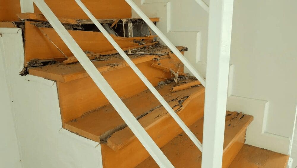Termite Trouble: How to Sell Your Home With These Little Destructive Houseguests
