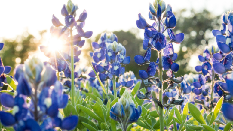 A field of bluebonnets near one of the best 55 plus communities in Texas.