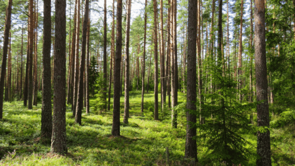 The Process for Buying Land with Cash in 11 Simple Steps