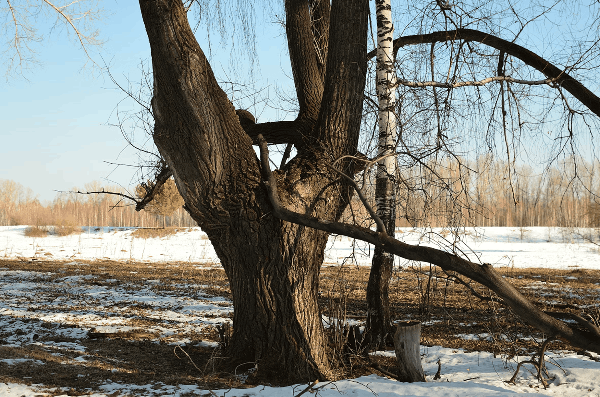 A photo of a dead tree