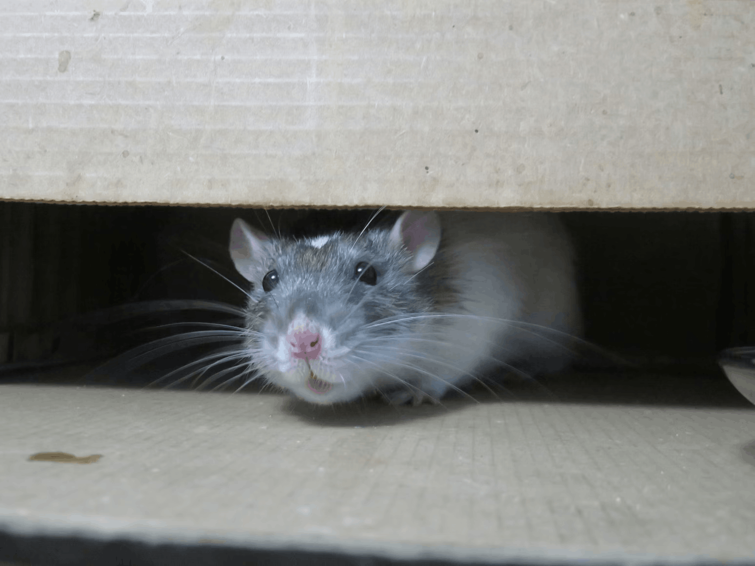 A photo of a mouse infestation in a home